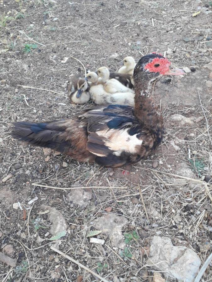 Апартаменти Quinta Da Jolanda-Happy Family Farm Лагуш Екстер'єр фото